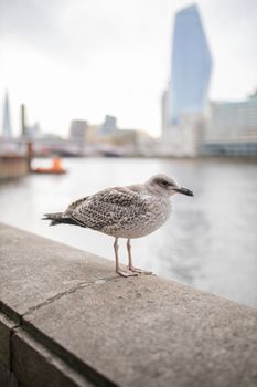 Portrait view of a European Herring Gull Standing on a Concrete barrier, with the River Thames as Background