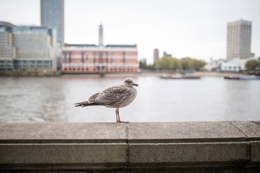 Landscape view of a European Herring Gull Standing on a Concrete Barrier with buildings and the River Thames as Background