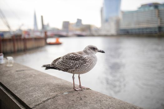 Landscape view of a European Herring Gull Standing on a Concrete Barrier with River Thames as Background