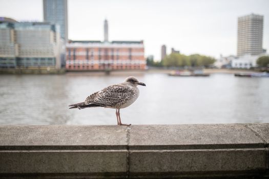 Landscape view of the lateral side of a European Herring Gull Standing on a Concrete Barrier with buildings and the River Thames as Background