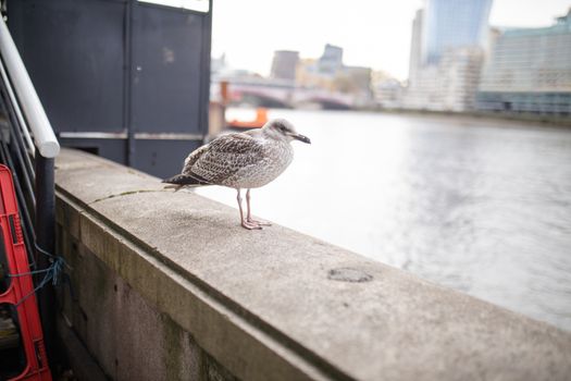 Landscape view picture of a European Herring Gull Standing on a Concrete Barrier with River Thames as Background