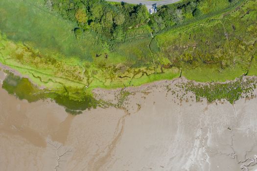 Aerial Landscape Picture of Trees and Grass Alongside the Algae and Sand from the coast