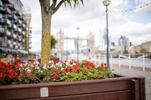 Landscape View of Red and White Flowers and a Small Tree on the thoroughfare with a blurry Cityscape and Tower Bridge as Background