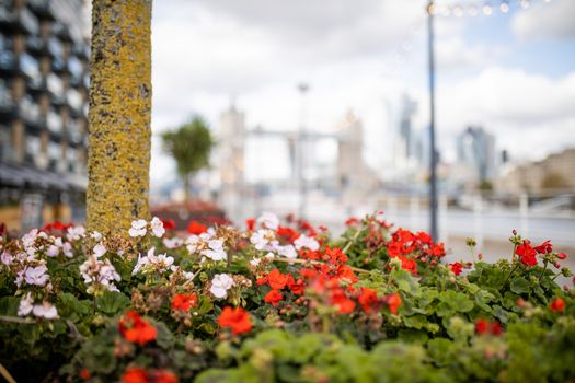 Landscape View of Red and White Flowers on the thoroughfare with a blurry Cityscape and Tower Bridge as Background