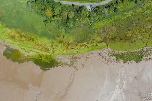 Aerial Landscape Picture of Trees and Grass Alongside the Algae and Sand from the coast