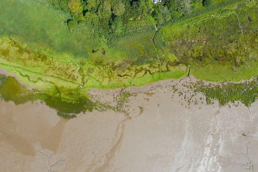 Aerial Landscape Picture of Trees and Grass Alongside the Algae and Sand from the coast