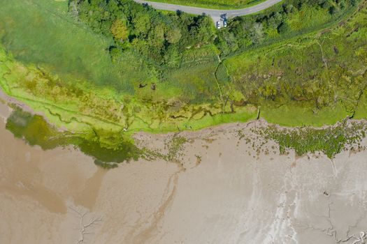 Aerial Landscape Picture of Trees and Grass Alongside the Algae and Sand from the coast