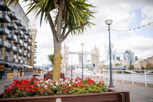 Red Flowers and a Small Tree on the thoroughfare with a Cityscape and the Tower Bridge over the Thames River as Background