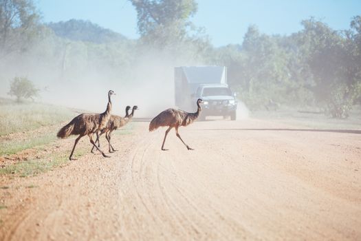 Some emus attempt to cross a dirt road near Mt Surprise, Queensland, Australia