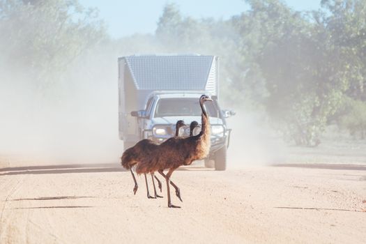 Some emus attempt to cross a dirt road near Mt Surprise, Queensland, Australia