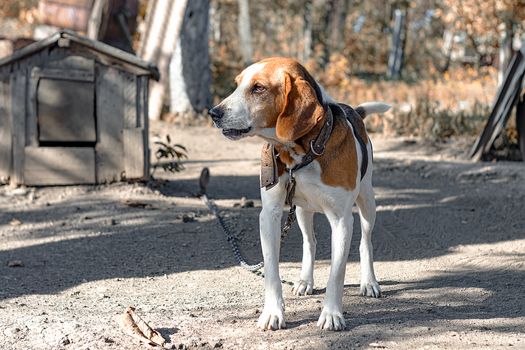 Estonian Hound dog outdoor portrait at cloudy day