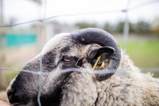 A horned black and white sheep close up behind a fence at a farm yard with a blurry sky and forest as background