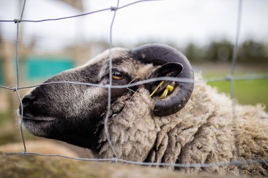A horned black and white sheep up close behind a fence at a farm yard with a blurry sky and forest as background