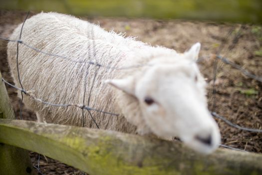 Blurry and cute white sheep sticking its head out of a square knot fence between two wooden planks at a farmyard