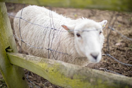 Blurry and cute white sheep sticking its head out of a square knot fence between two wooden planks at a farmyard