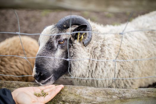 Horned black and white sheep sticking its snout out of a fence to eat food from a person's hand