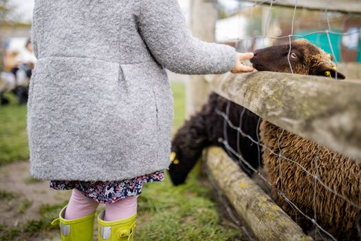 Little girl in a gray coat and rain boots feeding a brown lamb that sticks its snout above a wooden plank at the farm