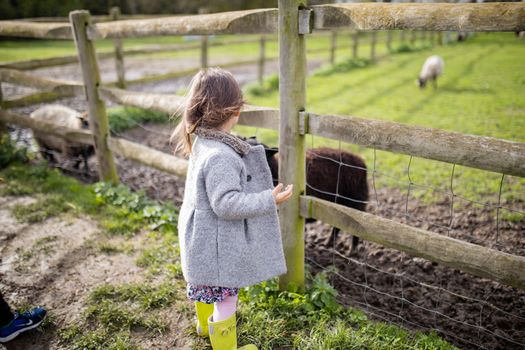 Rearview of a little brunette girl in a gray coat and rain boots feeding a brown lamb through a fence at a farm