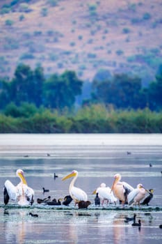 View of Pelicans, and other birds, in the Hula nature reserve, northern Israel