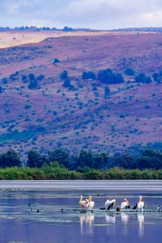 View of Pelicans, and other birds, with wetland landscape, in the Hula nature reserve, northern Israel