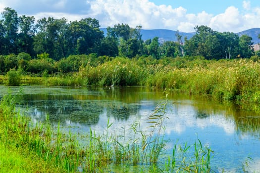 View of wetland and Egret bird, in the Hula nature reserve, northern Israel