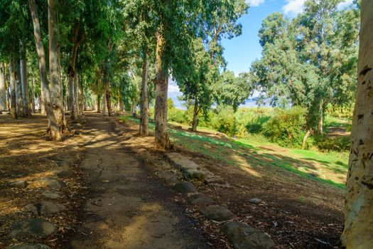 View of a footpath, Eucalyptus trees and the Jordan River. Northern Israel