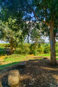 View of the Jordan River with Eucalyptus trees and other plants. Northern Israel