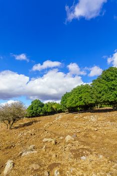 View of volcanic landscape in the Golan Heights, Northern Israel