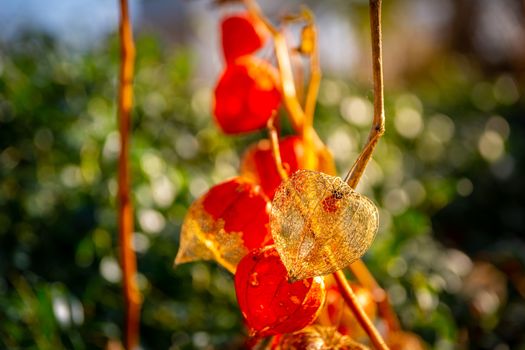 The orange lanterns fruiting calyces) of Physalis alkekengi or bladder cherry or chinese japanese lantern also calles winter cherry. Flowers plants.