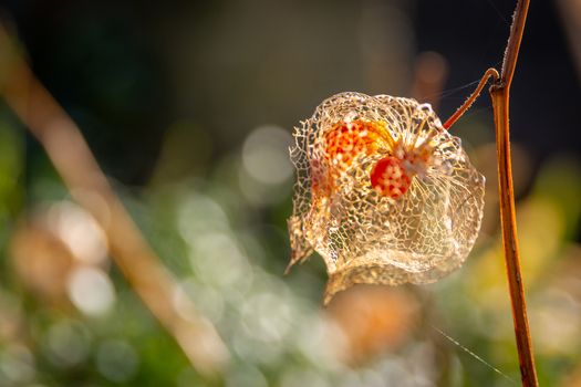 The orange lanterns fruiting calyces) of Physalis alkekengi or bladder cherry or chinese japanese lantern also calles winter cherry. Flowers plants.