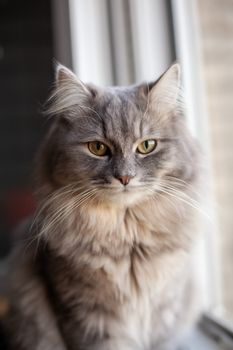 beautiful cute fluffy woolly shaggy striped gray domestic cat with yellow eyes sitting on dark background. Image for veterinary clinics, sites about cats. Selective focus. Space for text.