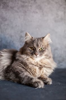 beautiful cute fluffy woolly shaggy striped gray domestic cat with yellow eyes sitting on dark background. Image for veterinary clinics, sites about cats. Selective focus. Space for text.