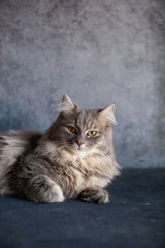 beautiful cute fluffy woolly shaggy striped gray domestic cat with yellow eyes sitting on dark background. Image for veterinary clinics, sites about cats. Selective focus. Space for text.