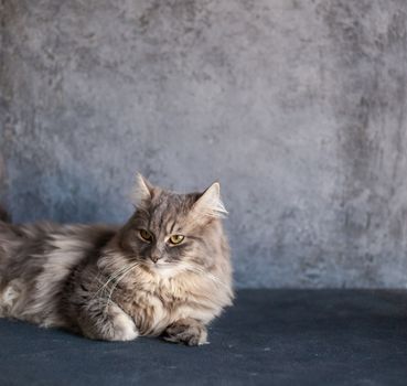 beautiful cute fluffy woolly shaggy striped gray domestic cat with yellow eyes sitting on dark background. Image for veterinary clinics, sites about cats. Selective focus. Space for text.