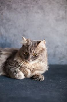 beautiful cute fluffy woolly shaggy striped gray domestic cat with yellow eyes sitting on dark background. Image for veterinary clinics, sites about cats. Selective focus. Space for text.