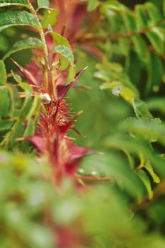 Close up of a silky rose twig with red winged thorns  , detail of the toothed leaves , fantastic red -green color contrast ,selective focus , vertical composition