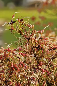 A fantastic shrub of erect clematis ( clematis recta or groung virginsbower ), red and small flowers , selective focus ,vertical composition