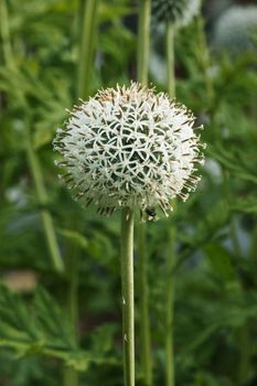 A bright echinops flower ( russian globe thistle or globethistle ), spherical flower of white or pale blue disc florets , vertical composition , selective focus ,