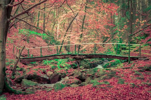 Foot bridge over a creek in the forest during a hike in autumn. Vibrant colors.