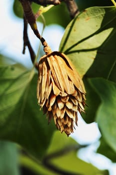 Tulip tree ,liriodendron tulipifera , a small tulip seed cone between the leaves ,selective focus ,saturated colors ,color gradations