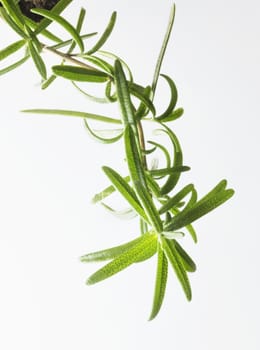 A rosemary twig on a white background ,bright green color ,vertical composition  ,