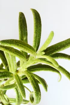 A small twig of rosemary ,studio shot ,macro photography ,bright colors ,vertical composition