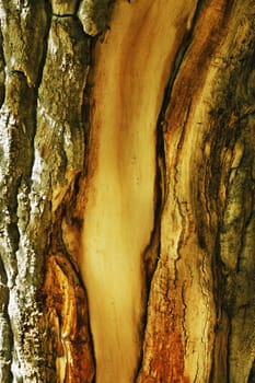 Tree trunk , vertical composition ,saturated colors ,front view