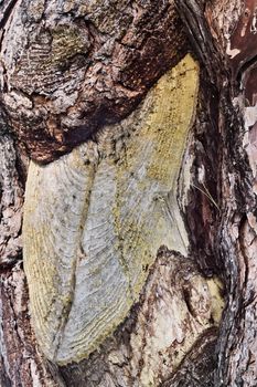 Tree trunk section, vertical composition ,saturated colors ,high contrast