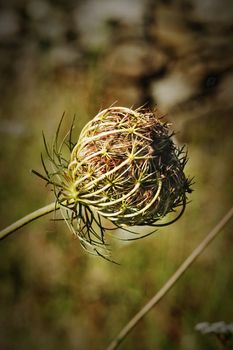 Wild carrot  flower , flower head and a long stem ,selective focus , vertical composition , side view, high contrast , saturated colors