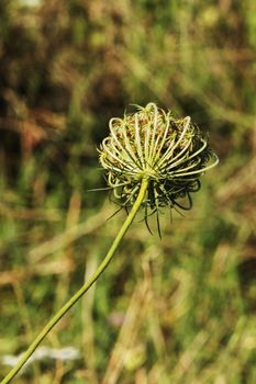 Wild carrot dry flower , flower head and a long stem ,selective focus , vertical composition 