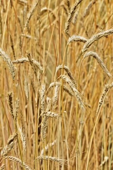 Beautiful rye field ,spikelets and stems crossing ,bright golden colors, vertical composition