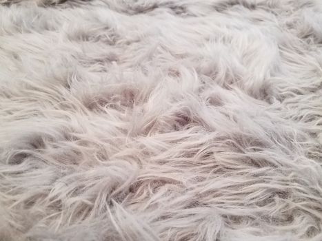 grey and white carpet or rug or dog hair or fur