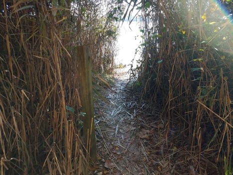 tall grass and path or trail down to the water at beach