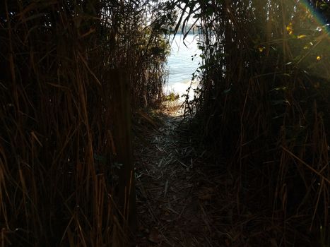 tall grass and path or trail down to the water at beach
